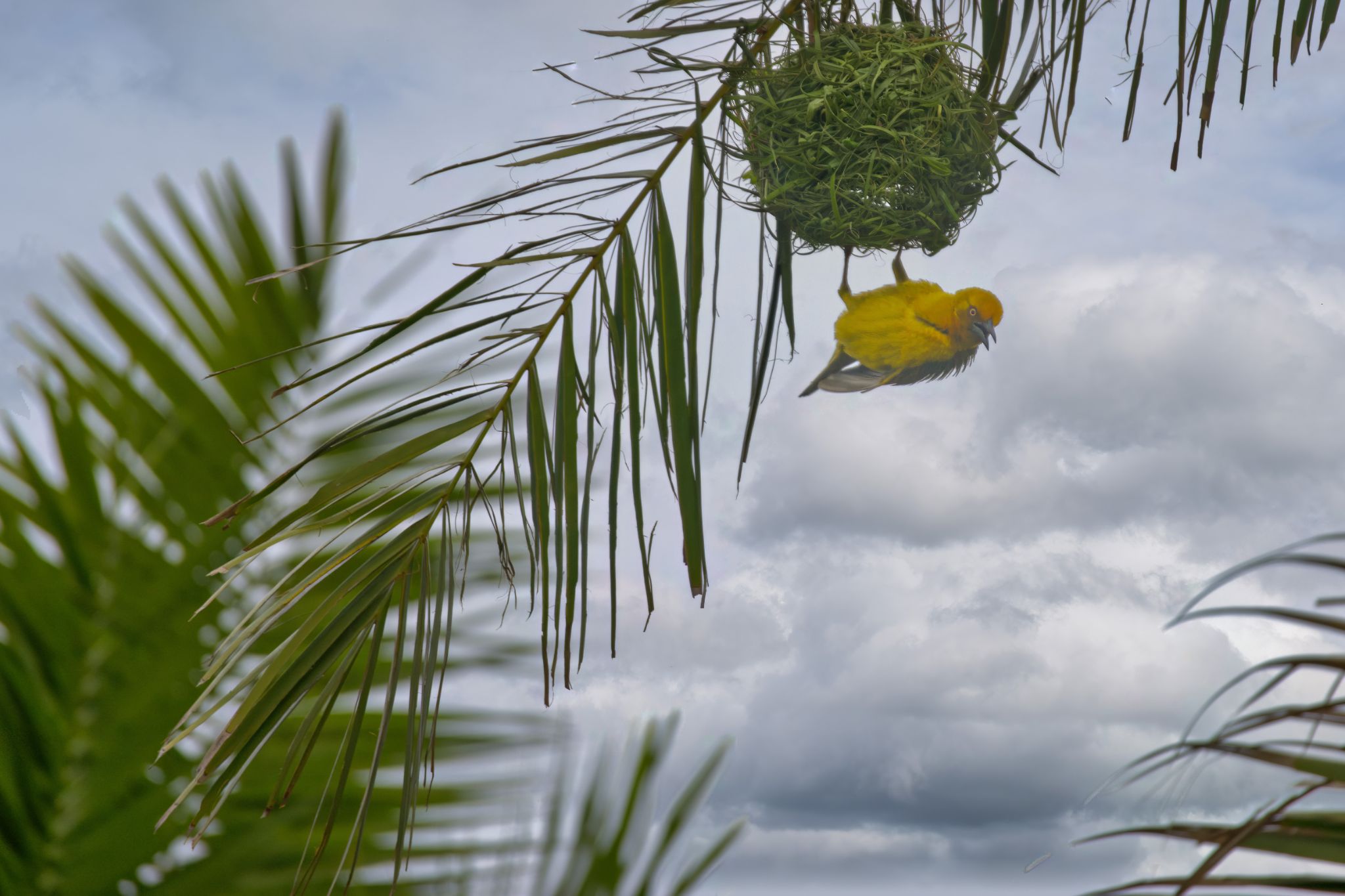 Südlicher Maskenweber (Ploceus velatus) in der Plettenberg Bay